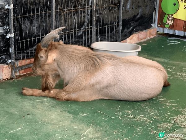 ## 菠蘿園動物樂園 🦙🐰🐐