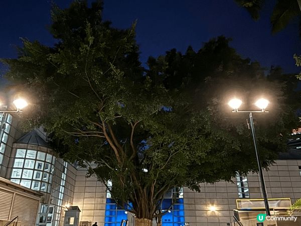 中港城聖誕market ，好靚既熊貓主題燈飾，有海風又可以睇...