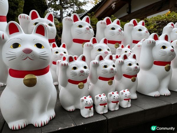 位於日本東京的豪德寺，充滿大大小小的招財貓是打卡必到景點！

