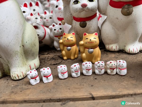 位於日本東京的豪德寺，充滿大大小小的招財貓是打卡必到景點！
