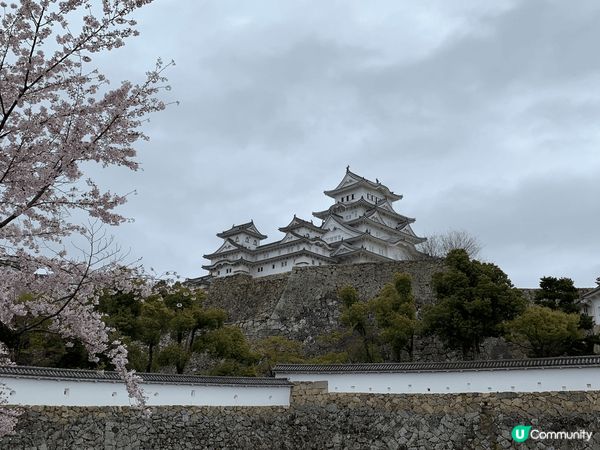 很喜歡日本的櫻花，看到很多櫻花種類和顏色，而且只有特定時間-...