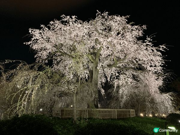 很喜歡日本的櫻花，看到很多櫻花種類和顏色，而且只有特定時間-...