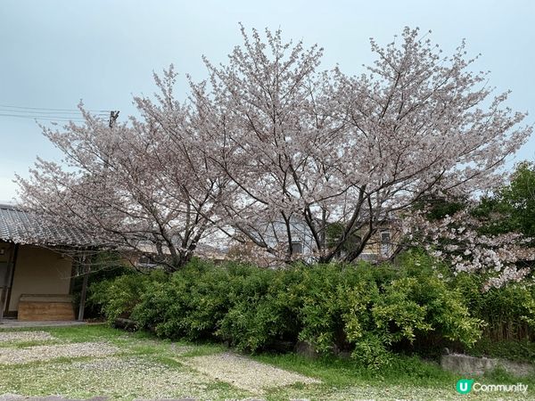 很喜歡日本的櫻花，看到很多櫻花種類和顏色，而且只有特定時間-...