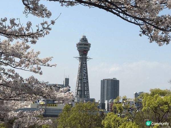 很喜歡日本的櫻花，看到很多櫻花種類和顏色，而且只有特定時間-...
