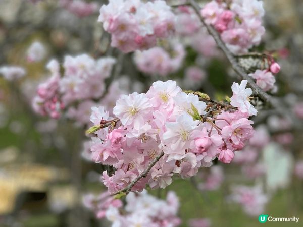 很喜歡日本的櫻花，看到很多櫻花種類和顏色，而且只有特定時間-...