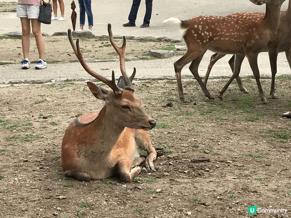 奈良是日本的一座歷史悠久的城市，以古老的寺廟和文化遺產聞名，...