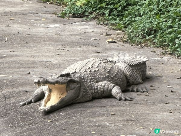 長隆幾個園區都勁好玩，特別鍾意嘅係動物世界，超多唔同種類嘅動...