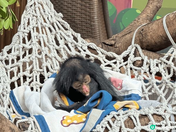 長隆幾個園區都勁好玩，特別鍾意嘅係動物世界，超多唔同種類嘅動...