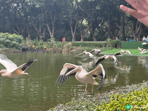 長隆幾個園區都勁好玩，特別鍾意嘅係動物世界，超多唔同種類嘅動...