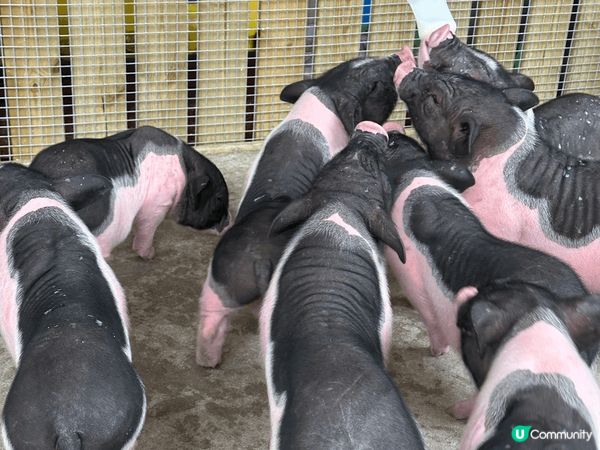 長隆幾個園區都勁好玩，特別鍾意嘅係動物世界，超多唔同種類嘅動...