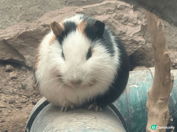 長隆幾個園區都勁好玩，特別鍾意嘅係動物世界，超多唔同種類嘅動...