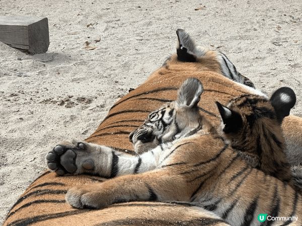 長隆幾個園區都勁好玩，特別鍾意嘅係動物世界，超多唔同種類嘅動...