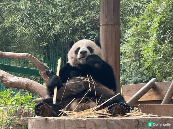 長隆幾個園區都勁好玩，特別鍾意嘅係動物世界，超多唔同種類嘅動...