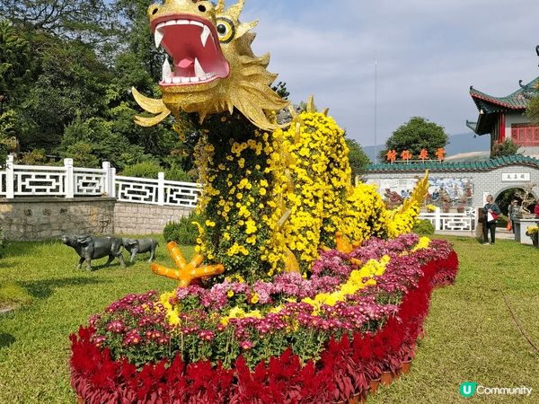 雲泉仙館都會舉辦菊花展，吸引不少人士前往觀賞。仙館最聞名之處...