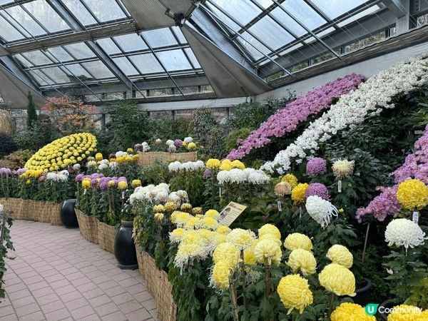 晨靜樹木園位於京畿道加平郡,五光十色的星光庭園展,非常有意境...