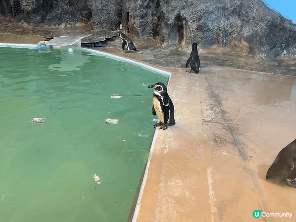 今次去了日本鳥取，係去屋島時，發現有間新屋島水族館，呢間新屋...