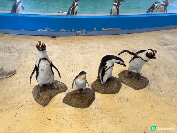 今次去了日本鳥取，係去屋島時，發現有間新屋島水族館，呢間新屋...