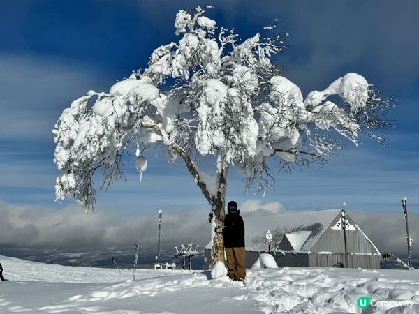 北海道的星野度假村和留壽都度滑雪度假村，滑雪體驗真係無可比擬...