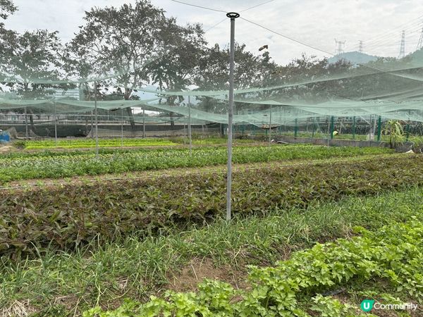 冬日郊游。喺田野邊睇住稻田食下午茶，悠閑又寫意既一日。
