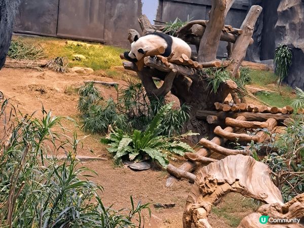 熊貓真係好吸引，昨日去了海洋公園睇安安可可，熊貓館非常多人，...