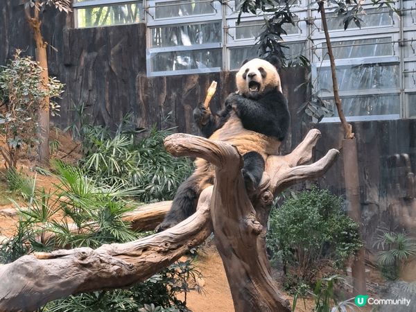 熊貓真係好吸引，昨日去了海洋公園睇安安可可，熊貓館非常多人，...