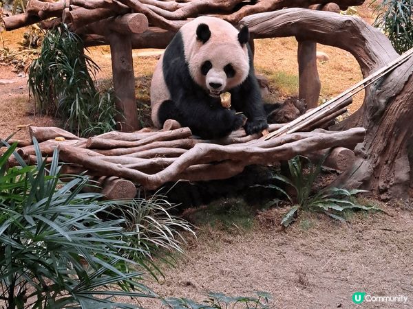 熊貓真係好吸引，昨日去了海洋公園睇安安可可，熊貓館非常多人，...
