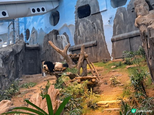 熊貓真係好吸引，昨日去了海洋公園睇安安可可，熊貓館非常多人，...