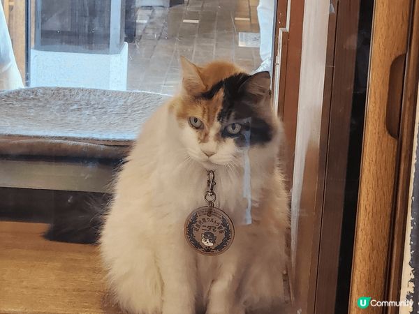 位於和歌山貴誌駅有一位特別站長，它是日本第一個貓站長「小玉站...