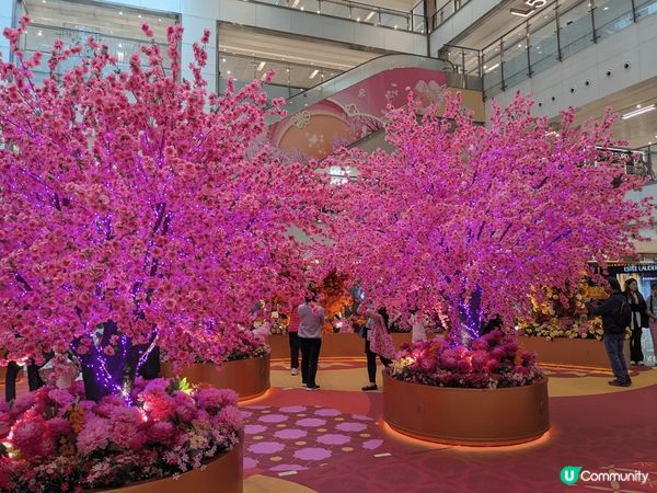 沙田新城市廣場有個桃花園，勁多桃花樹，新年快D黎行返個桃花運...