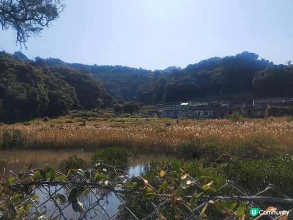 鳳坑村，一大片蘆葦田的美景，附近有幾幢古舊的村屋，村中的寧靜...