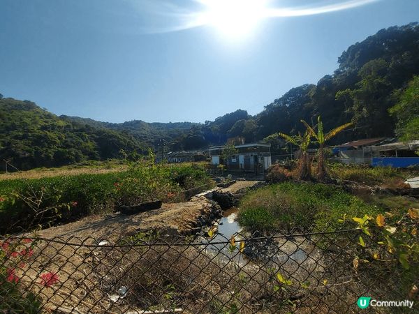 鳳坑村，一大片蘆葦田的美景，附近有幾幢古舊的村屋，村中的寧靜...
