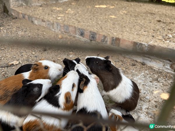 親子遊推介 (上水假日農場)