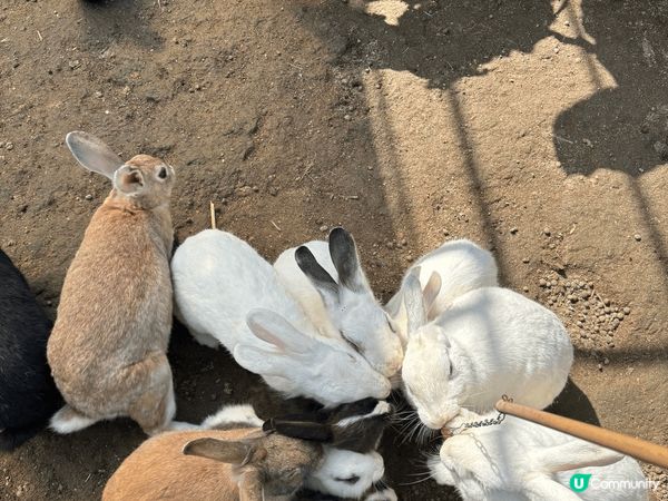 親子遊推介 (上水假日農場)