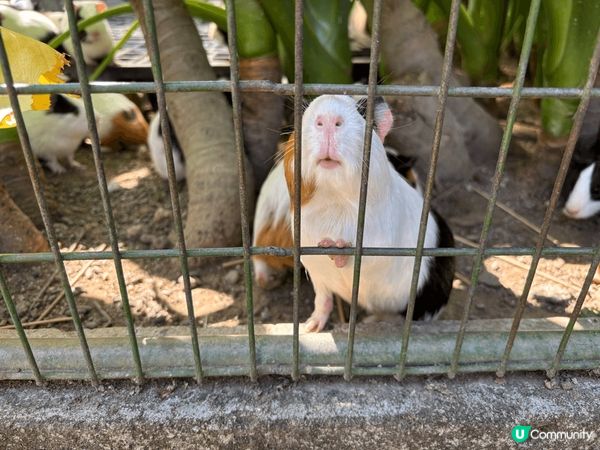 親子遊推介 (上水假日農場)