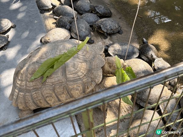 親子遊推介 (上水假日農場)