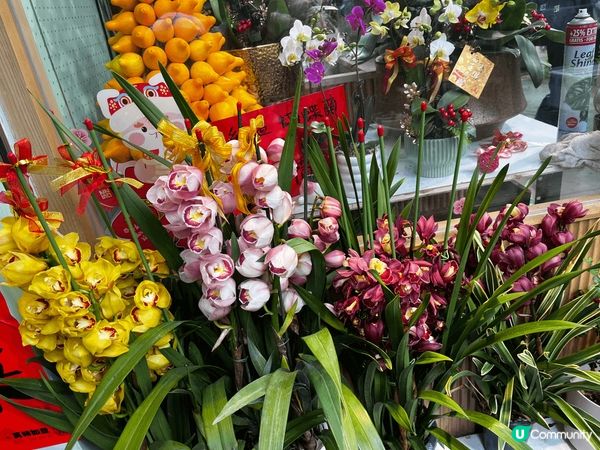 農曆年才有的年花， 千嬌百媚的蘭花， 大吉大利的年桔，菊花，...