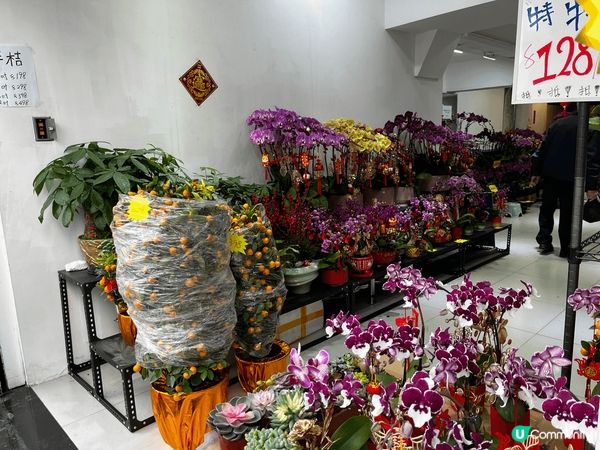 農曆年才有的年花， 千嬌百媚的蘭花， 大吉大利的年桔，菊花，...