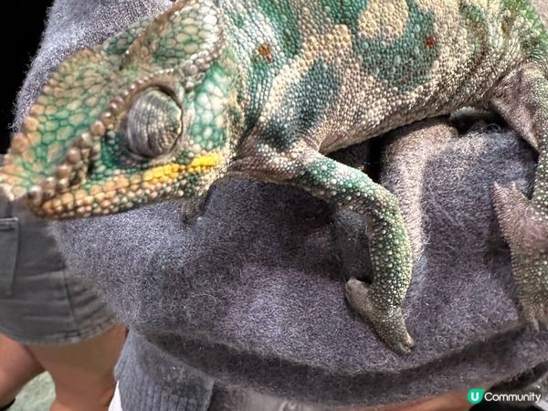 2025去左寵物展🥰有收穫