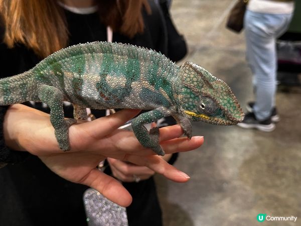 2025去左寵物展🥰有收穫