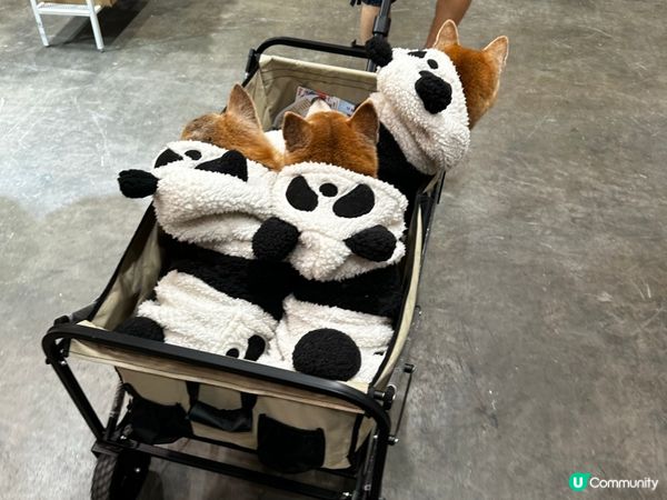 2025去左寵物展🥰有收穫