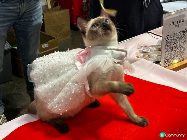 2025去左寵物展🥰有收穫