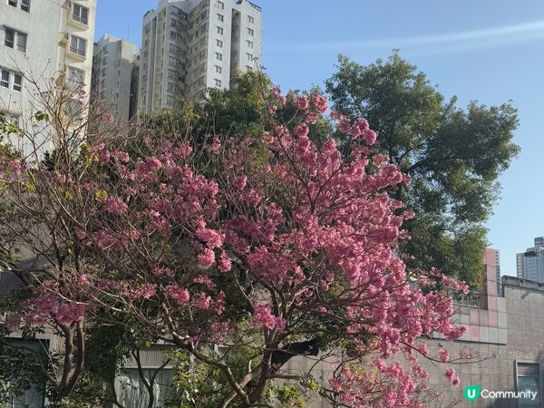 粉嶺CP值高All Day Breakfast