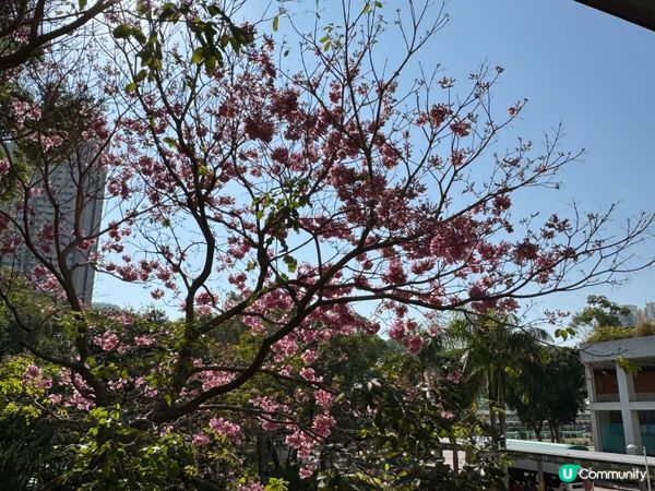 粉嶺CP值高All Day Breakfast