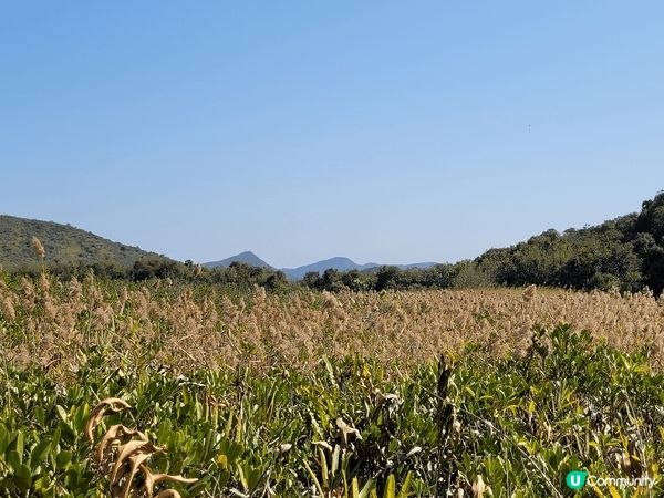 假日好去處，烏蛟騰至荔枝窩，天氣好，風景更好，一班朋友行山，...