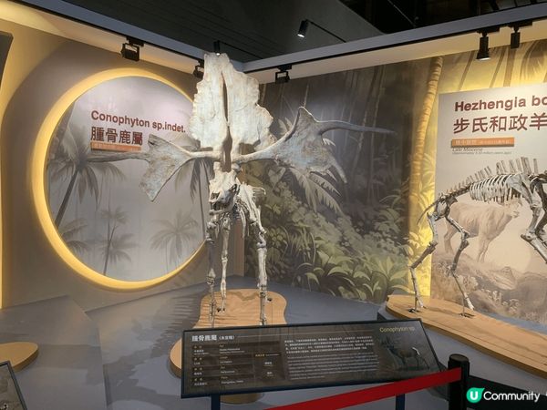 亞博附近商場全新大型恐龍展覽～好值得睇啊！亞博附近商場全新大...