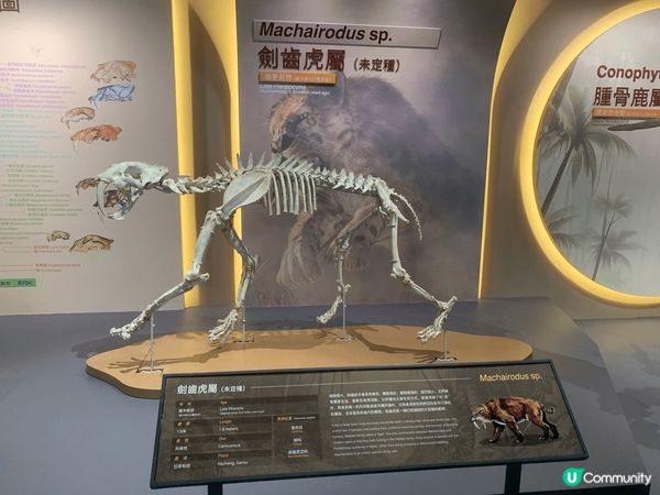 亞博附近商場全新大型恐龍展覽～好值得睇啊！亞博附近商場全新大...