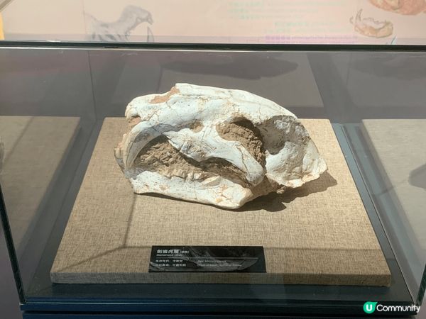 亞博附近商場全新大型恐龍展覽～好值得睇啊！亞博附近商場全新大...