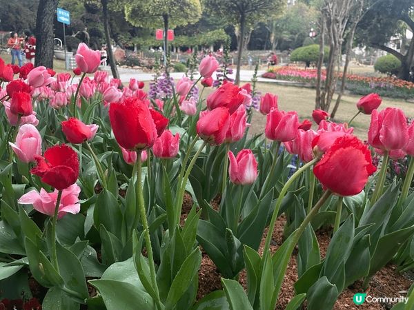 春節期間到訪廣州，廣州的雲台公園在春節期間正好有花市活動，2...