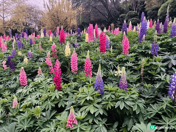 春節期間到訪廣州，廣州的雲台公園在春節期間正好有花市活動，2...