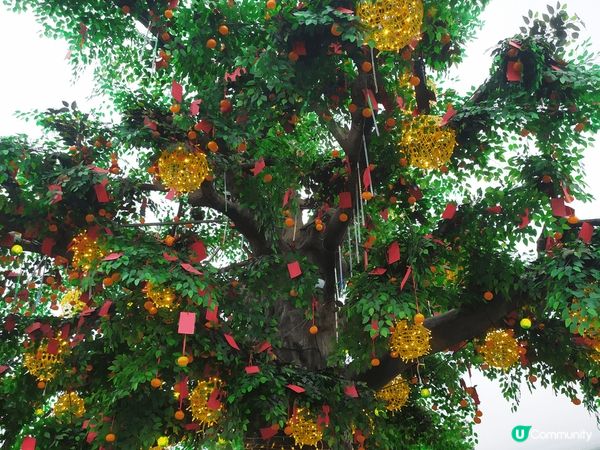 如各位社友的生日是適逢農曆新年期間,其中一個好去處自就是去林...